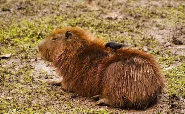 Representative animals from different countries