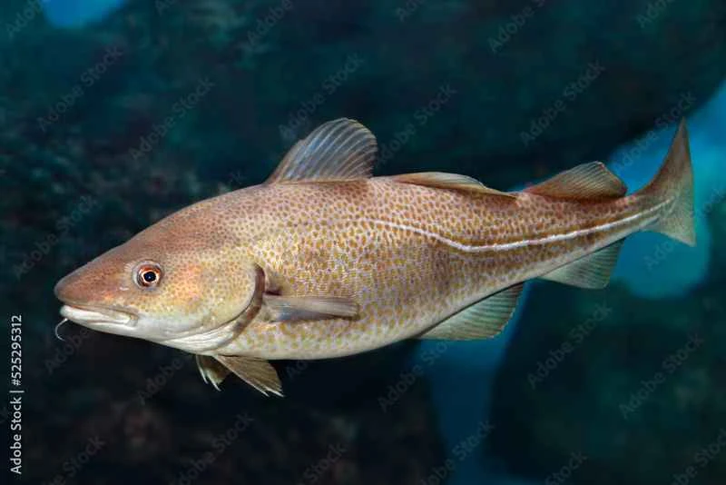 2025022717427748.jpg 11.jpg