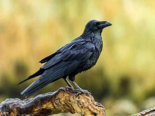 The world's ten most intelligent birds