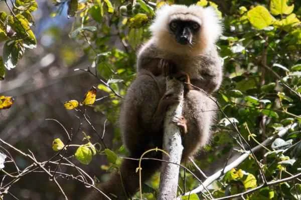 Animales con cola larga - Lémur de cabeza blanca (Eulemur albifrons)