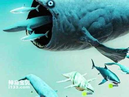 Fun Facts about Marine Animals