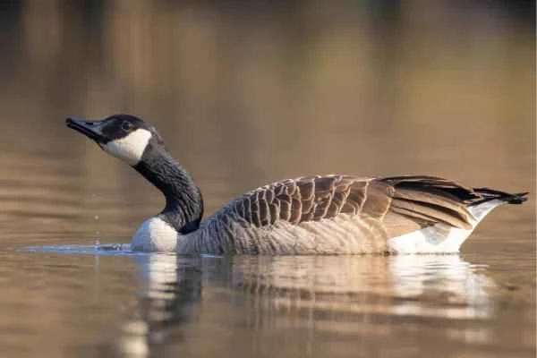 Types of geese - Canada goose (Branta canadensis)