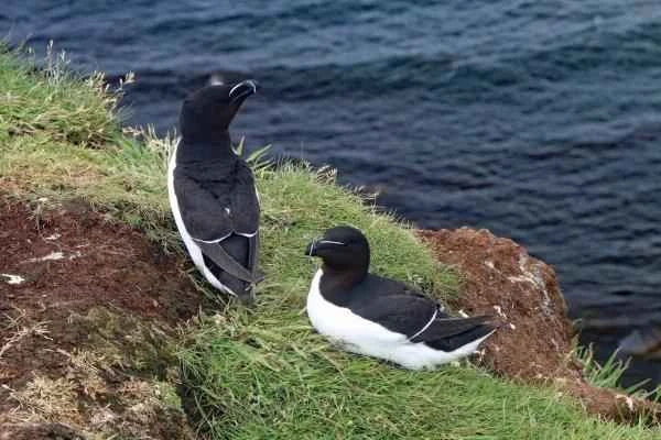 Mediterranean Seabird - Sword-billed Puffin