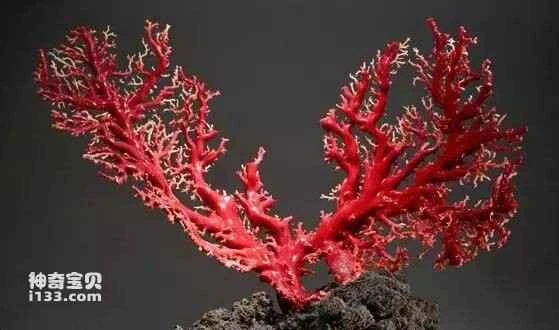 Little-known facts about corals