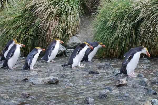 Tipos de pingüinos - Pingüino real (Eudyptes schlegeli)