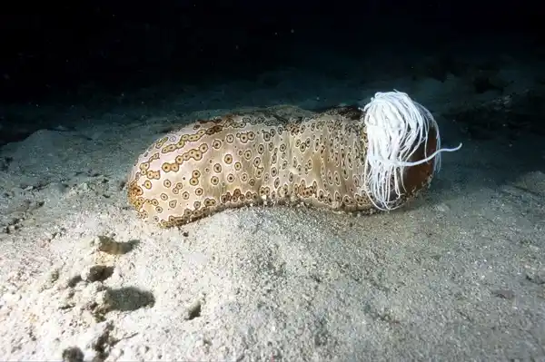 Sea cucumbers' unique defense mechanisms: the survival wisdom of nature