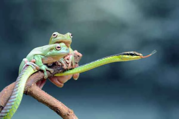 Amphibians and reptiles: What are the differences?