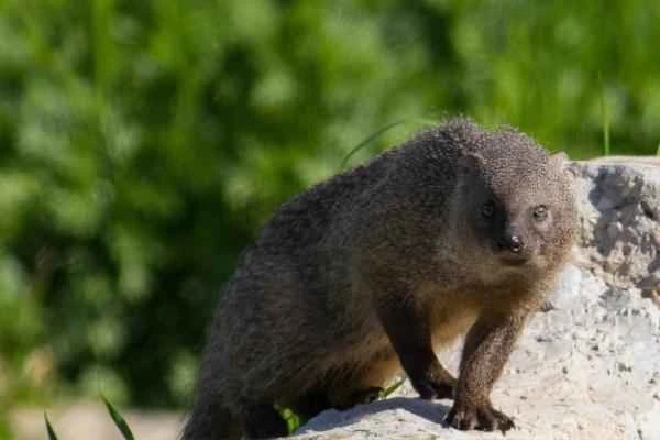 Características del meloncillo