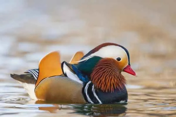 Types of ducks - Mandarin ducks