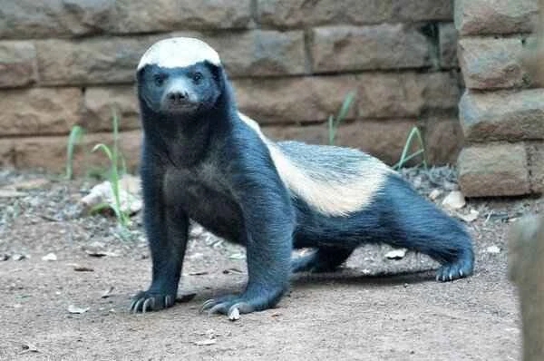 The world's ten most warlike animals: These animals dare to challenge everything.