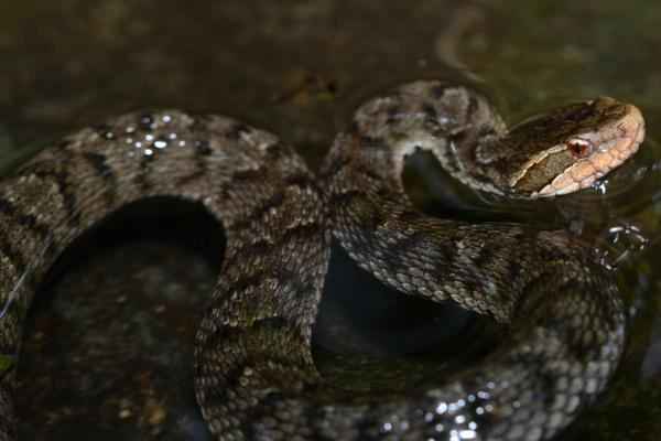 Animals of Korea - Ussiri Mamushi (Gloydius ussuriensis)