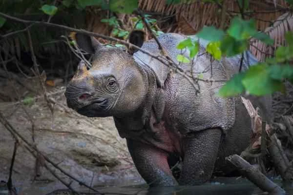 Types of rhinoceroses - Javan rhinoceros (Rhinoceros sondaicus)