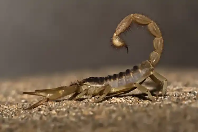 10 little-known facts about scorpions that will change your perception!
