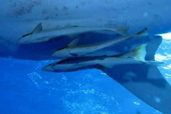 Remora: Physical characteristics, habits, and symbiotic relationship with sharks