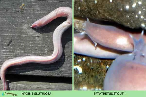 Agnatos o peces sin mandíbula: Qué son y características - Mixines