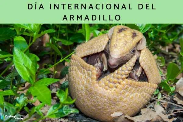 The most beautiful thing about Armadillo - The Internacional del Armadillo