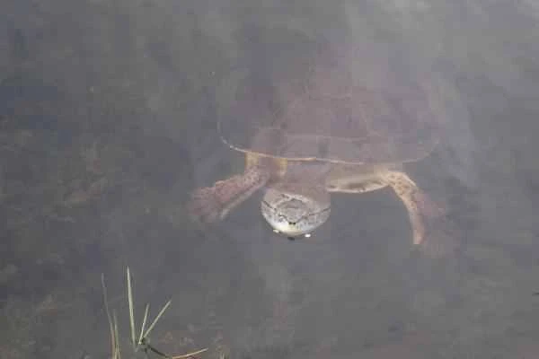 Argentine reptiles - Lagoon turtles