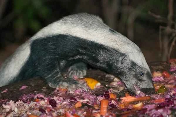 Depredadores de serpientes-Tejón (Mellivora capensis)
