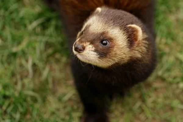 Mustelids: What are they and examples - Skunk (Mustela putorius)