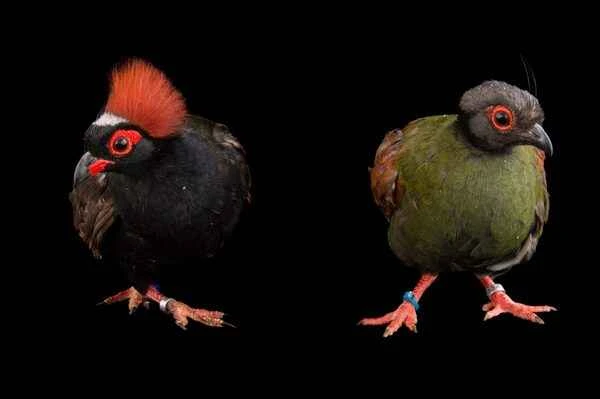 Top 10 birds with the most unique hairstyles