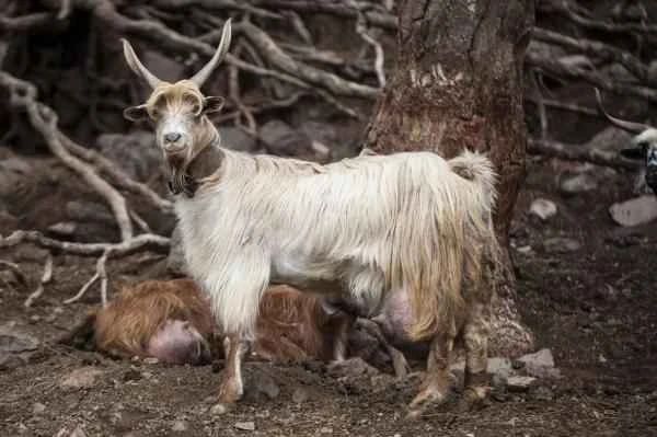 Tipos de cabras - Raza Palmera