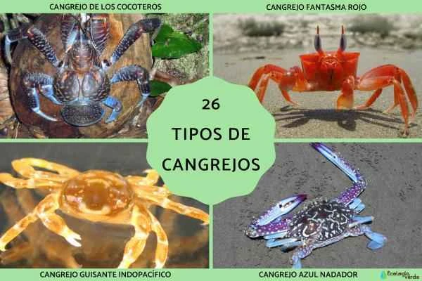 A Comprehensive Guide to 26 Common Crab Classifications: River Crabs, Sea Crabs, Hermit Crabs, and More
