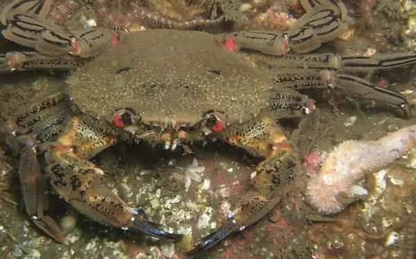 Crab species - Blue crab (Necora puber)