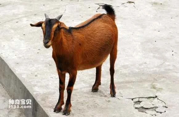 Detailed introduction and living habits of Nanjiang Yellow Goat