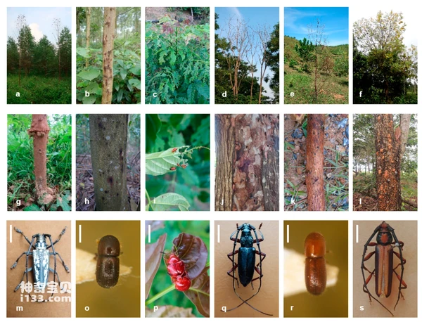 my country's Top Ten Forest Pests