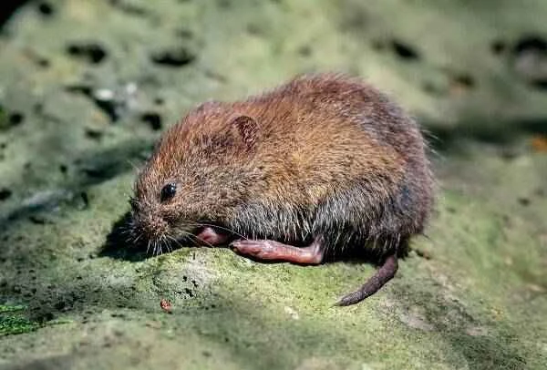 The origin and evolutionary history of mice