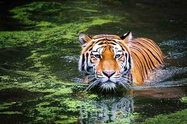 15 Swimming Wild Cat Species