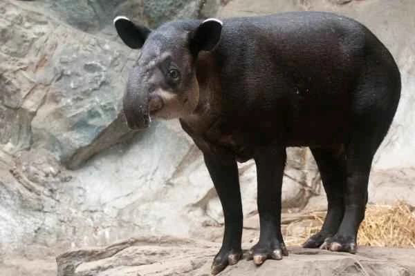 Especies endémicas de Quintana Roo - Tapir centroamericano (Tapirus bairdii)