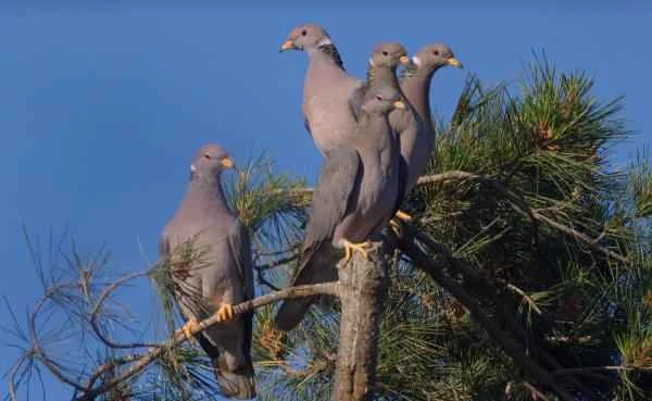 Tipos de palomas - Paloma nuca blanca