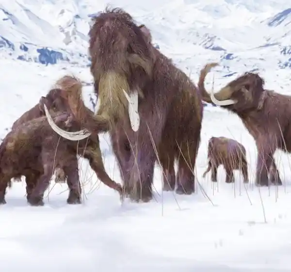 Why did mammoths become extinct?