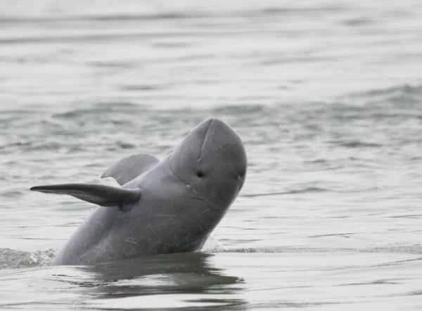 Delfines en peligro de extinción - Delfín de río Irawadi
