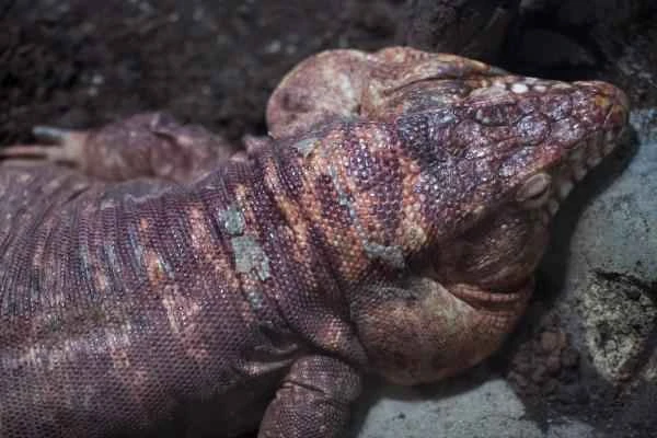 Tipos de lagartos - Lagarto colorado