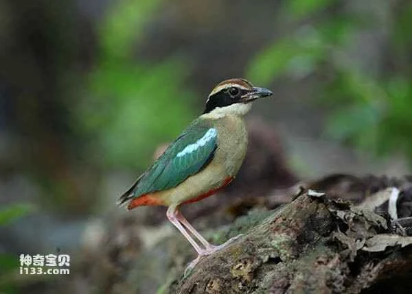 The Fairy Pitta, dubbed the "fairy of birds," has been discovered for the first time in Guangdong.