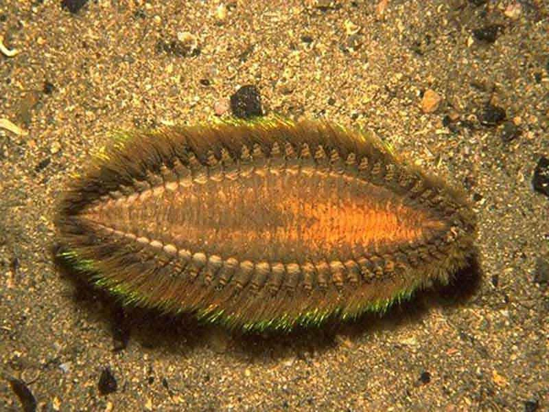 Scaled sandworm (Aphrodita aculeata): A strange marine creature