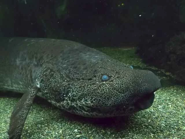 Marble lungfish (Protopterus aethiopicus) 大理石肺鱼 (Protopterus aethiopicus)