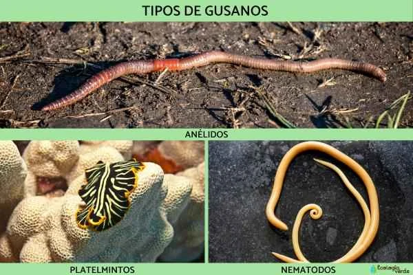 A Comprehensive Guide to Common Worm Species and Their Characteristics | Common Household Insects and Parasites and Their Representations in Nature
