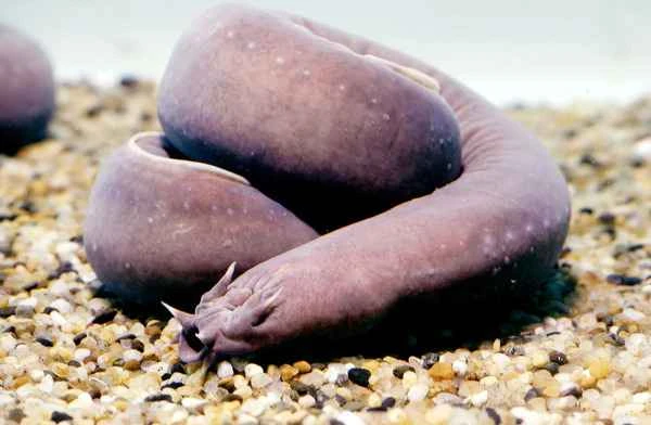 2024122610351458.jpg hagfish-getty-01a (1).jpg