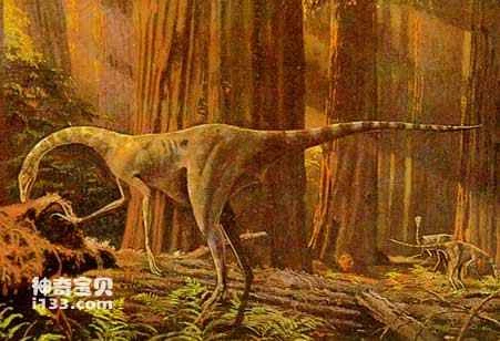 Physical characteristics and living habits of Lugoulong