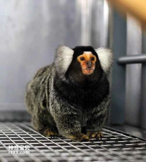 Physical characteristics and habits of marmosets (the smallest monkey species)