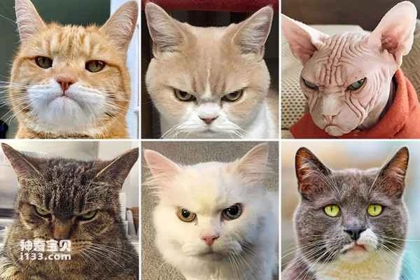 Top 10 Feline Animals in the World