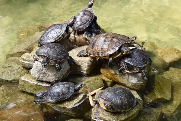 2025082519301227.webp 6.webp