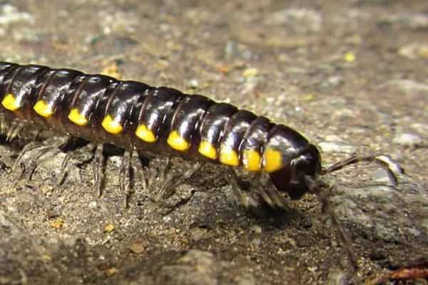 Animales que se regeneran - Artrópodos (Arthropoda)