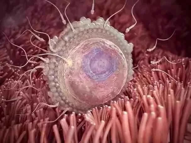 Animals that ovulate before estrus: unique reproductive mechanisms and advantages