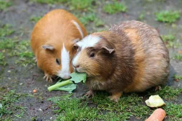 Animals and animals - Conejillo de Indias o cobaya (Cavia porcellus)