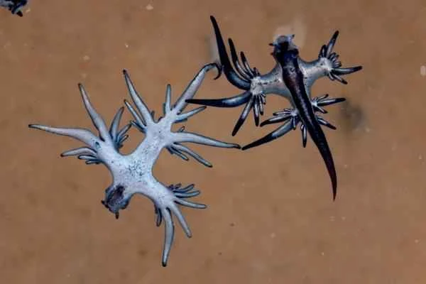 Dragón azul o Glaucus atlanticus: tamaño, anatomía, alimentación y veneno - Características del dragón azul o Glaucus atlanticus