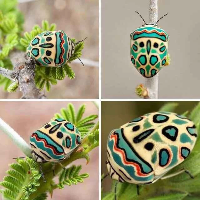 The 10 most beautiful bedbugs in the world